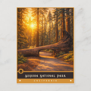 Sequoia National Park Vintage Postcard
