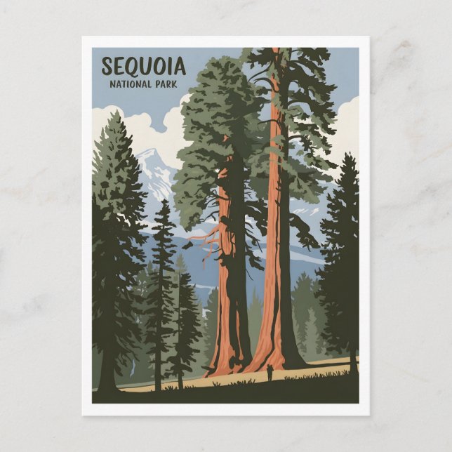 Sequoia National Park vintage Postcard (Front)