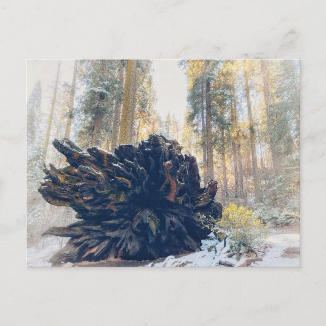 Sequoia National Park Winter Forest Postcard (Front)