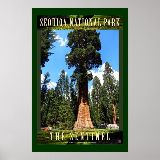 Sequoia The Sentinel-Poster Poster (Front)
