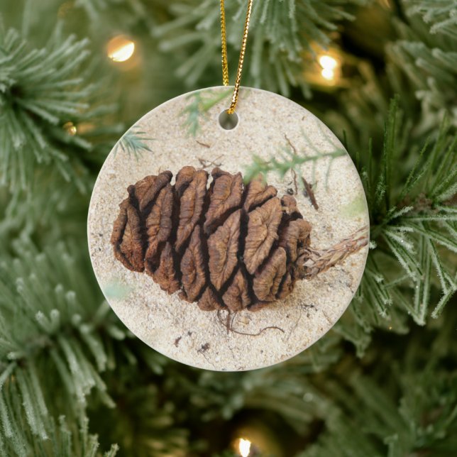 Sequoia Tree Cone, Giant Redwood Ornament (Tree)