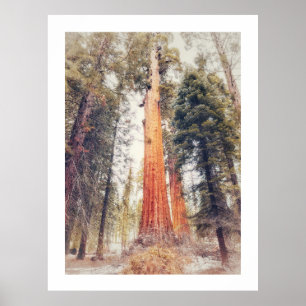 Sequoia Tree Poster
