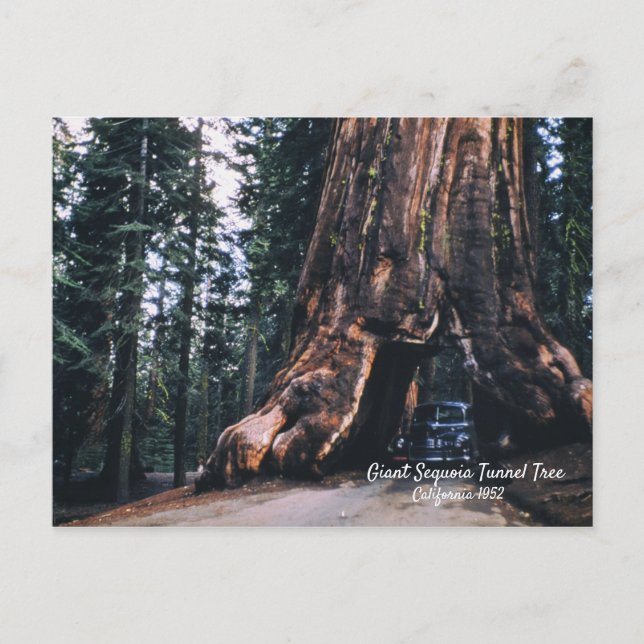 Sequoia Tunnel Tree California 1952 Postcard (Front)