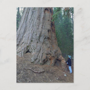 Sequoias Trees Giants Postcard