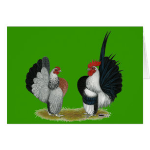 Serama Bantams