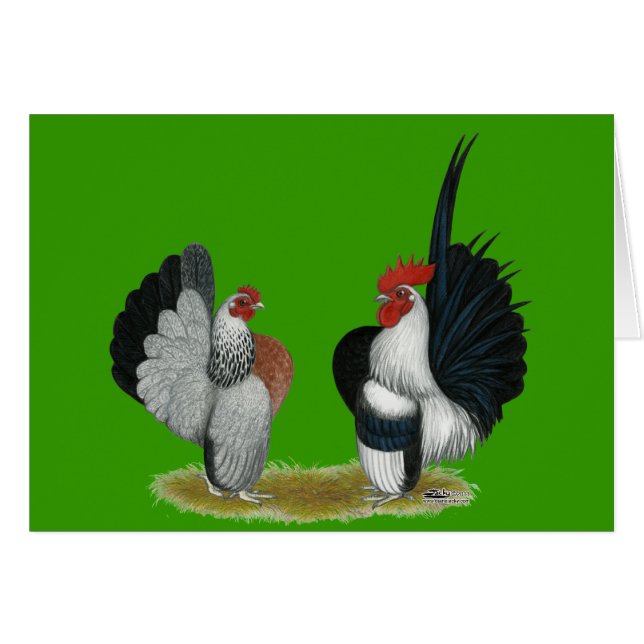 Serama Bantams (Front Horizontal)