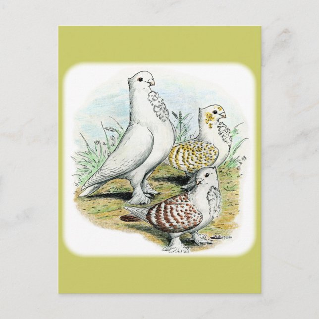 Seraphim Pigeons Postcard (Front)