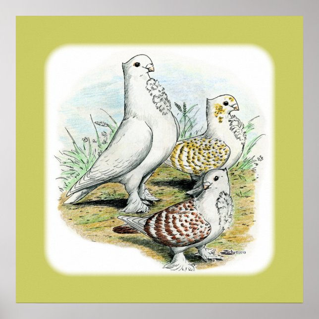 Seraphim Pigeons Poster (Front)