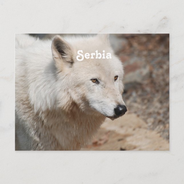 Serbian Wolf Postcard (Front)