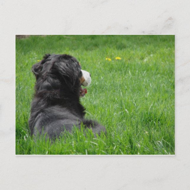 Serena in the Sun Postcard (Front)