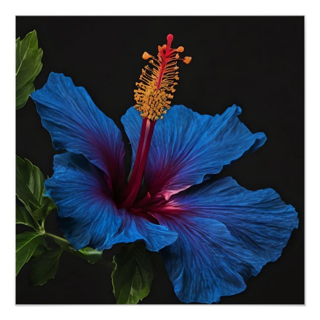 "Serene Bloom: The Beauty of Blue Hibiscus Flowers Poster (Front)