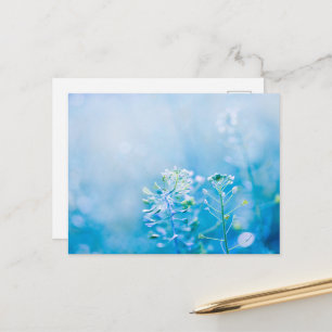 Serene Blue Wildflower Nature Postcard