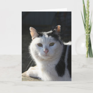 Serene Cat Card