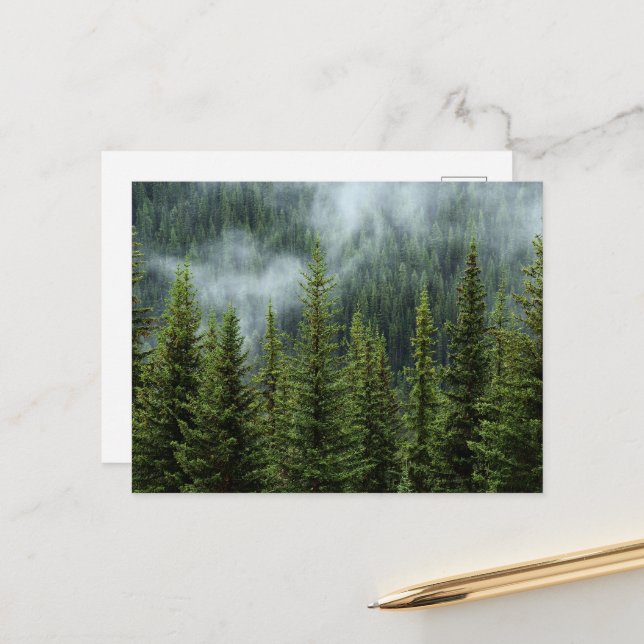 Serene Forest Meadow Postcard (Front/Back In Situ)