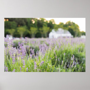 Serene Lavender Field Poster