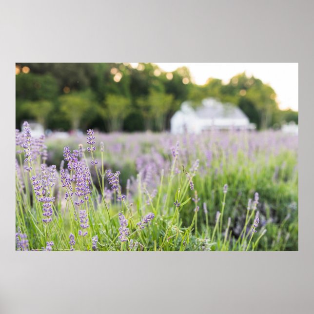 Serene Lavender Field Poster (Front)