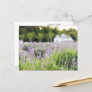 Serene Lavender Fields Postcard