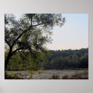 Serene Marsh And Tree Nature Poster