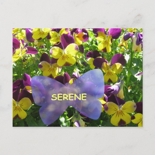 Serene Pansy Postcard (Front)