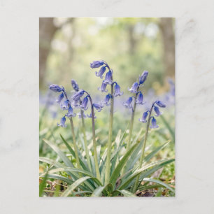 Serene Purple Bluebell Woodland Bloom Postcard