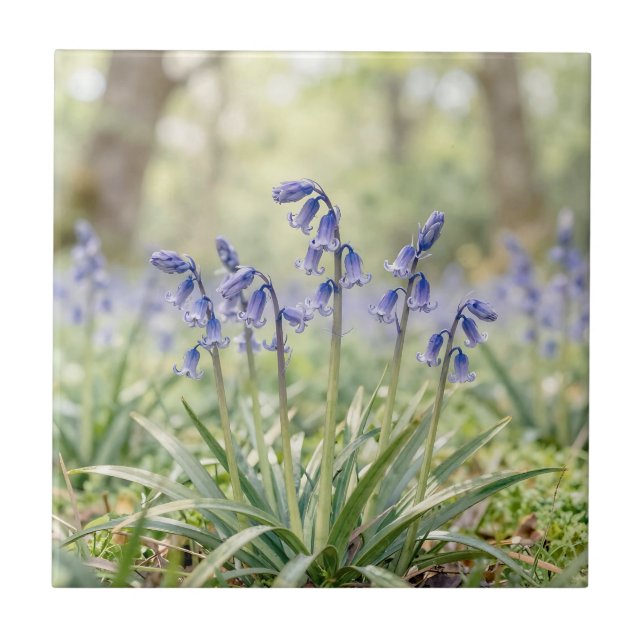 Serene Purple Bluebell Woodland Bloom Tile (Front)
