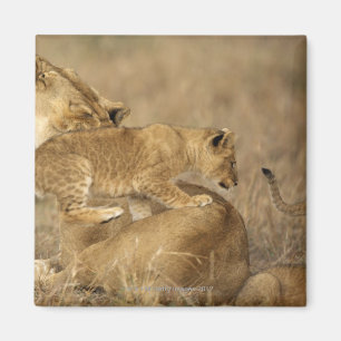 Serengeti National Park, Tanzania Magnet