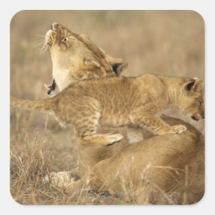 Serengeti National Park, Tanzania Square Sticker