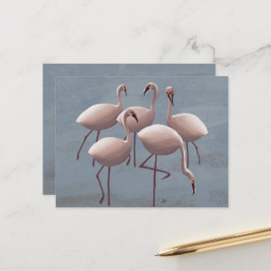 Serengeti Pink Flamingos Safari Wildlife Postcard