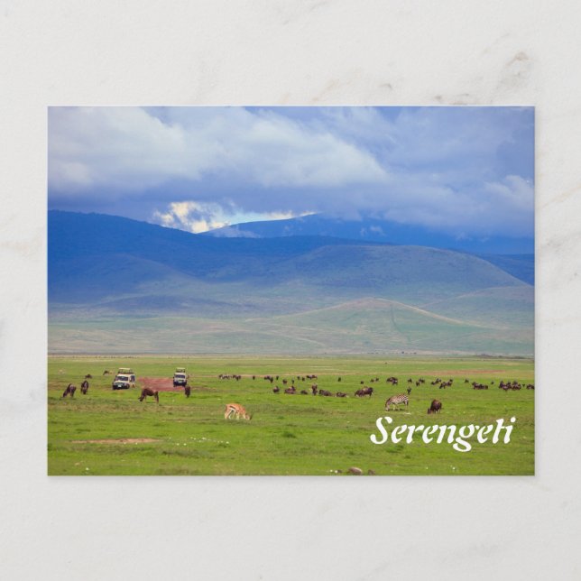 Serengeti Postcard (Front)