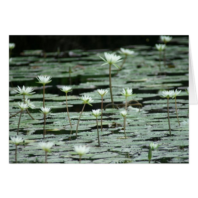 Serenity (Front Horizontal)