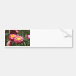 Serenity 1 bumper sticker