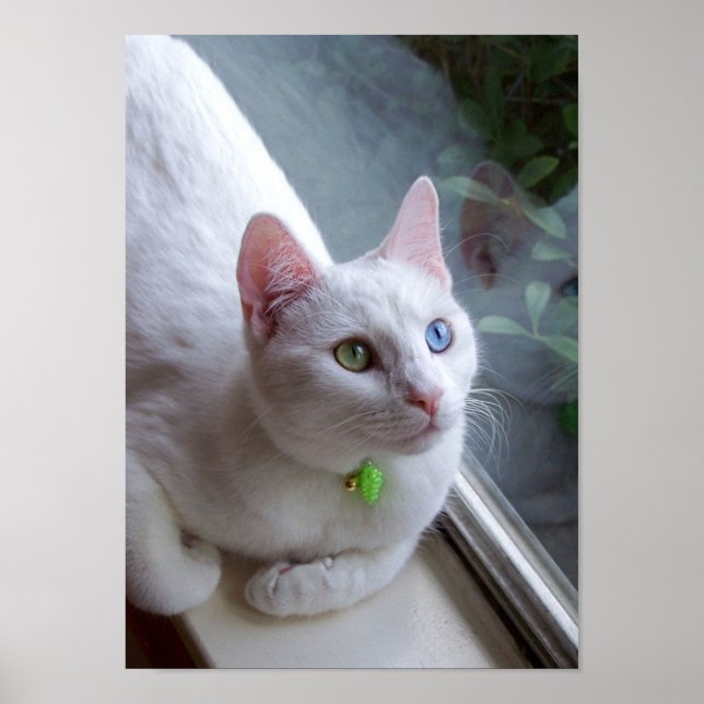 Serenity by Window poster (Front)