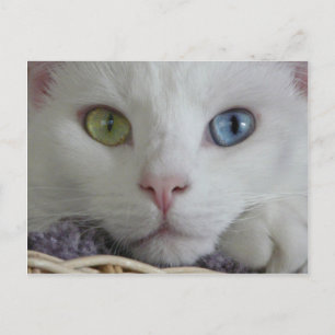 Serenity close-up Postcard