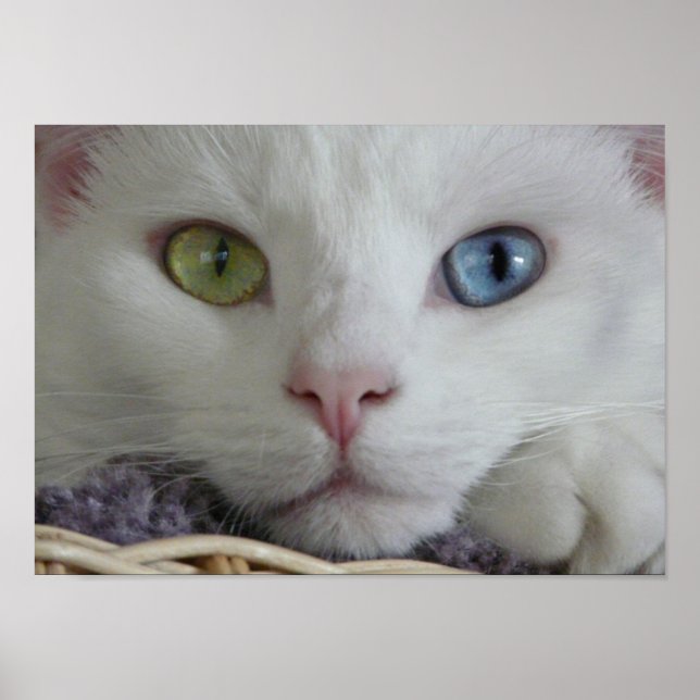 Serenity Close-up poster (Front)