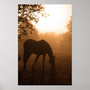 Serenity - horse grazing at sunrise poster
