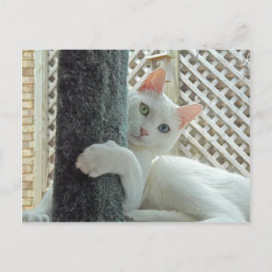 Serenity hug Postcard