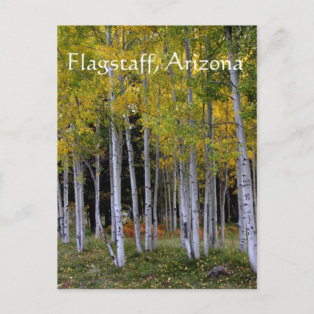 Serenity in Gold and Green Aspen's Flagstaff Postcard (Front)