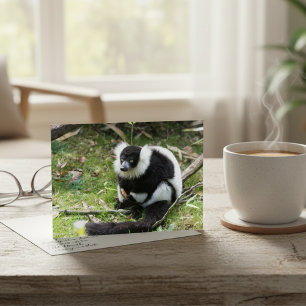 Serenity in the Wild: Black-and-White Ruffed Lemur Postcard