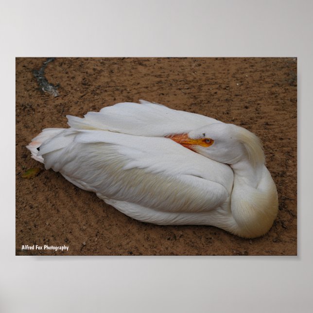 Serenity in White Poster (Front)