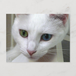 Serenity looks down Postcard