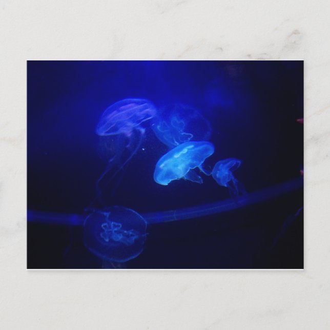 Serenity Postcard (Front)