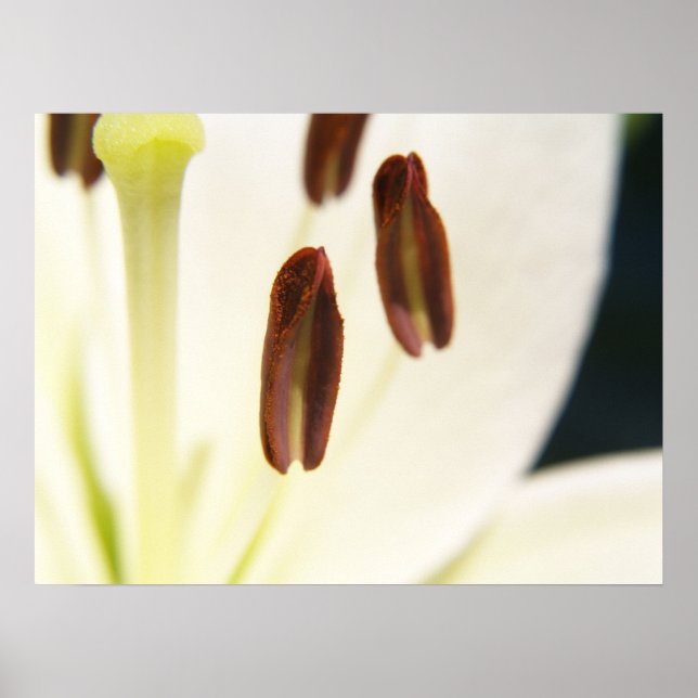 Serenity Print (Front)