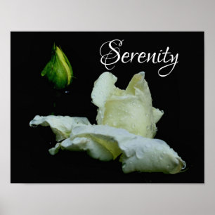 Serenity White Rosebud Inspirational Words Poster