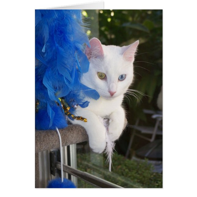 Serenity with boa card (Front)