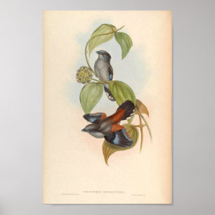 Serilophus Rubropygius Vintage Bird Of Asia Poster