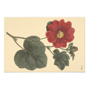 Seringapatam Hollyhock Botanical Illustration Photo Print
