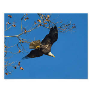 Serious Business Photo Print