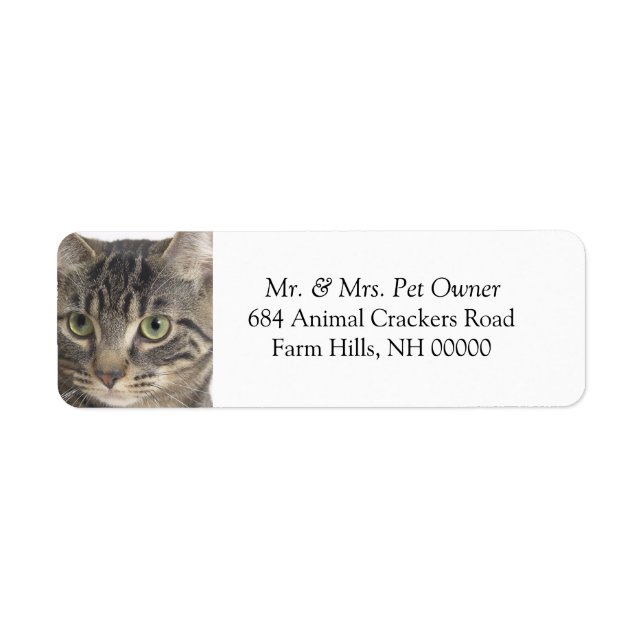Serious Cat Close Up Return Address Labels Sticker (Front)