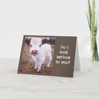 SERIOUS/CUTE COW SAYS "HAPPY BIRTHDAY"