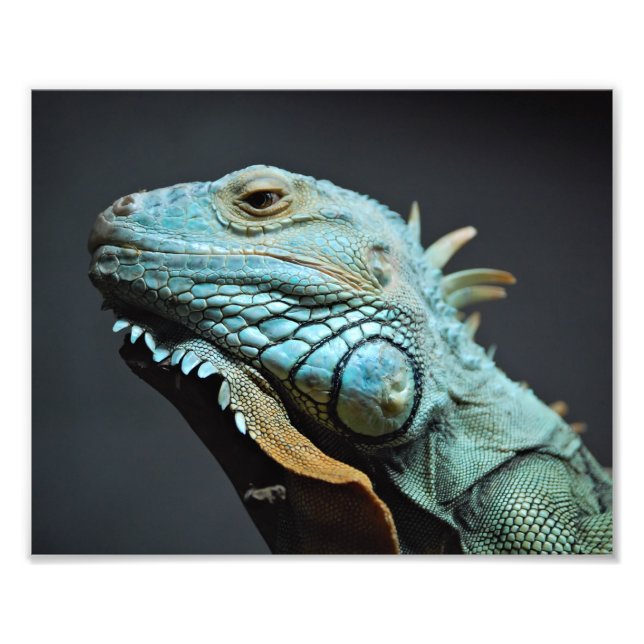 Serious Iguana Portrait Photo Print (Front)